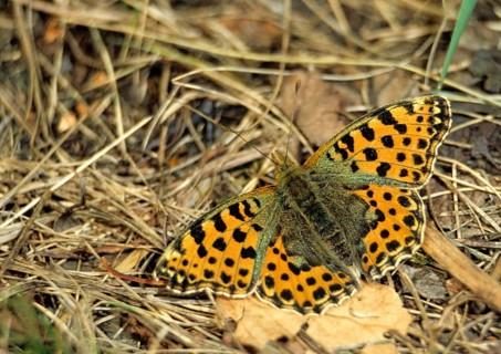 Argynnis Lathonia, Issoria Lathonia, Little Mother of Pearl Butterfly, Queen of Spain Fritillary,