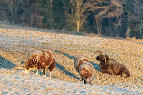 A male Jacob sheep (Ovis ammon F. aries) rests at sunrise on a meadow covered with hoarfrost. Three