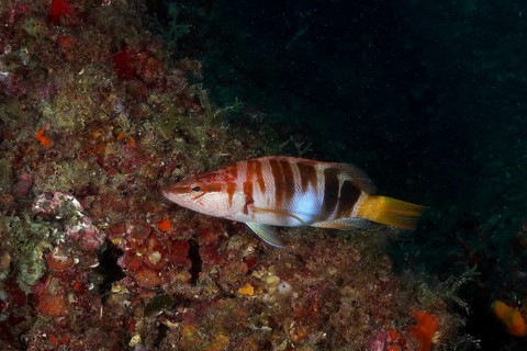 Colourful scribe wrasse (Serranus scriba) against a dark background and corals in the sea, dive