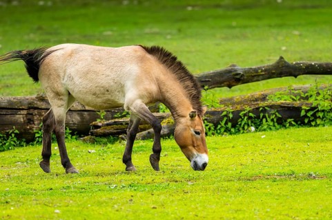 Przewalski's horse (Equus ferus przewalskii) standing on a meadow, Austria, Germany