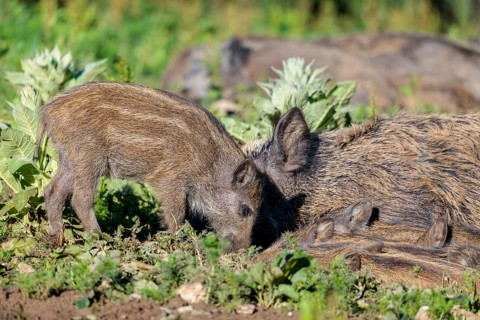 A female wild boar (Sus scrofa) rests with her piglets on a sunny morning in a green clearing.