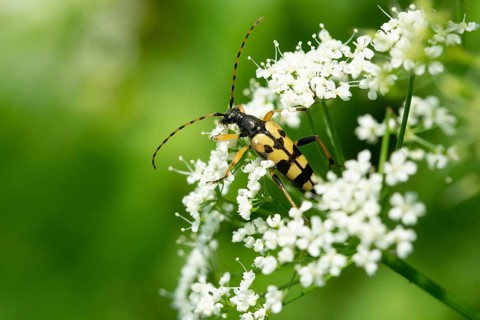 Black and yellow longhorn beetle, cerambycidae, spotted larbock, harlequin longhorn, leptura