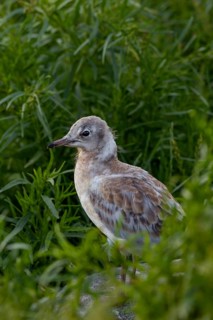 A black-headed gull chick (Chroicocephalus ridibundus) waits for its parents in the colony, downy