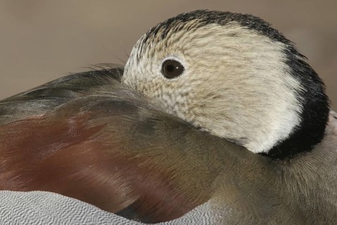 Ringed Teal (Callonetta leucophrys), Arizona, USA