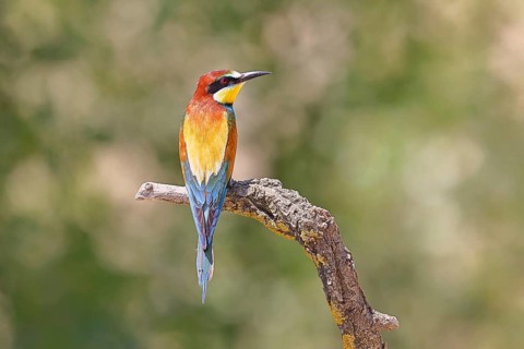 European bee-eater (Merops apiaster) perched on a branch, Lake Neusiedl, Burgenland, Austria