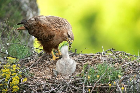 Accipitriformes, eagle buzzard, Buteo Rufinus, long-legged buzzard, birds, Bulgaria, eagle, female,