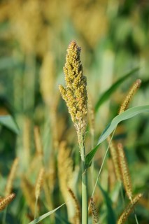 Sorghum bicolor, Alsace, Grand Est, France