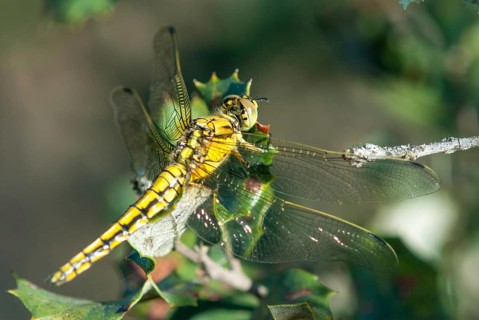 Black-tailed skimmer, big blue arrow, orthetrum cancellatum, anisoptera, damselflies, dragonflies,