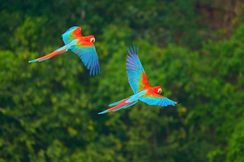 Two colourful macaws flying synchronously over the lush tropical forest, Green-winged Macaw, or