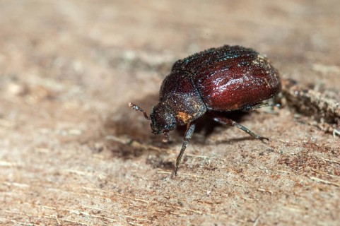 Aesalus scarabaeoides, black-brown short rotter, beetle, coleoptera, insects, beetles