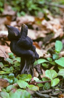 Spring pit laurel, pit laurel, Helvella lacunosa, Helvella sulcata, Helvellaceae, lorchel
