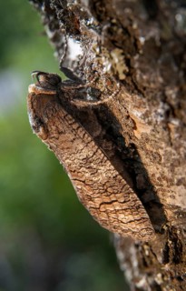 Cossus Cossus, Goat Moth, Sweden, willow borer, butterfly, high size, portrait, insects, moths,