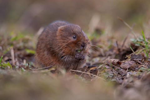 Water vole (Arvicola amphibius) adult rodent mammal feeding on a river bank, England, United
