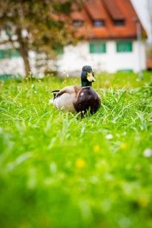 Duck sitting in the thick, green grass of a meadow, buildings can be seen in the background, Isny,