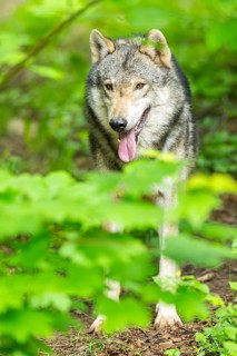 European gray wolf (Canis lupus lupus) in the forest, Germany
