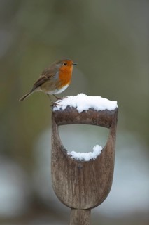 European robin (Erithacus rubecula) adult bird on a snow covered garden fork handle in winter,