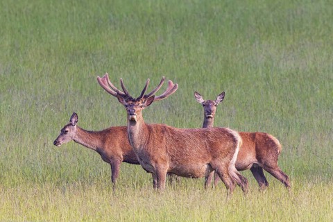 Red deer (Cervus elaphus), a male standing with two females in a meadow in a forest clearing,