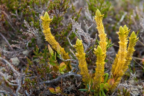 Bear lobes, Finland, Huperzia selago, Huperzia selago ssp. arctica, lycopodiaceae, fir bear lobe,