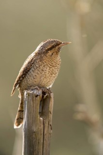 Jynx Torquilla, Wryneck, Birds, High Size, Portrait Format, Piciforms, Woodpeckers, Birds,