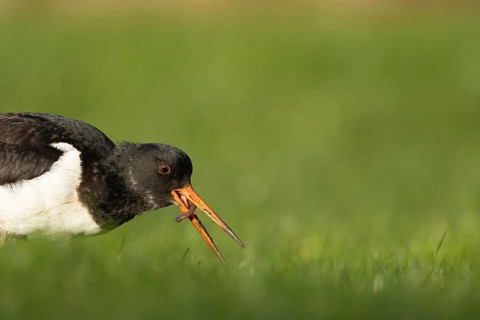 Eurasian oystercatcher (Haematopus ostralegus) adult wading bird feeding on a worm in grassland,