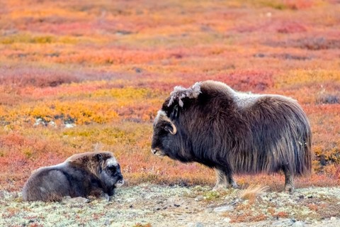 Animals, mammals, two, cow and calf, musk ox, musk ox, musky ox, sheep ox, Dovrefjell, Norway