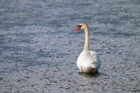 Mute Swan (Cygnus olor), by the water in the rain, Großwilfersdorf Nature Reserve, Großwilfersdorf,