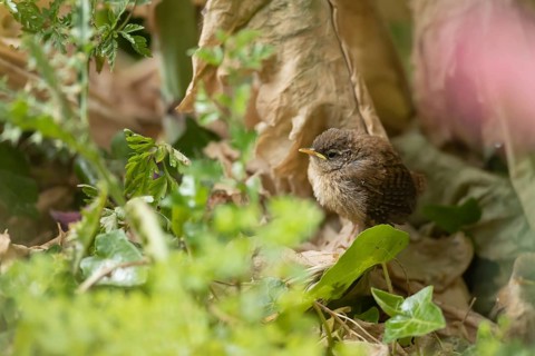 Eurasian wren (Troglodytes troglodytes) juvenile baby bird in a garden, Suffolk, England, United
