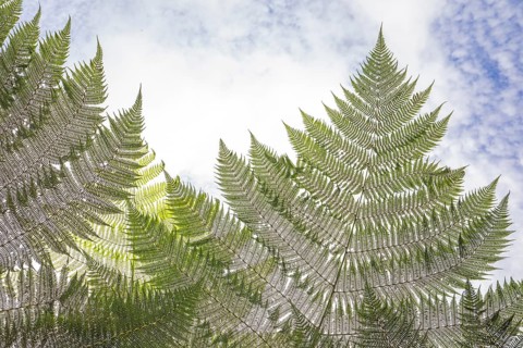 Daytime low-angle horizontal view looking up through the large fronds of a giant tree fern (Cyathea