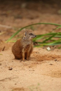 A mongoose sits quietly in the sand, surrounded by green plants, a fox mongoose (Cynictis