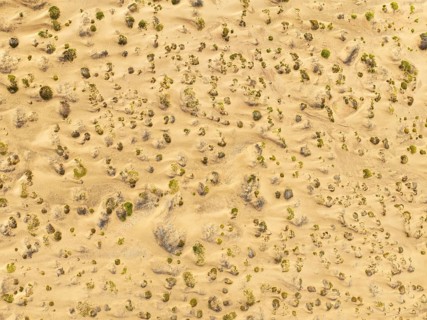 Sparse desert vegetation, mainly Salsola species. Aerial view. Drone shot. Namib Desert, Skeleton