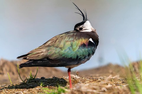 Lapwing, vanellus vanellus, birds, charadriiformes, limikolen, plovers, sleep, birds, waders,