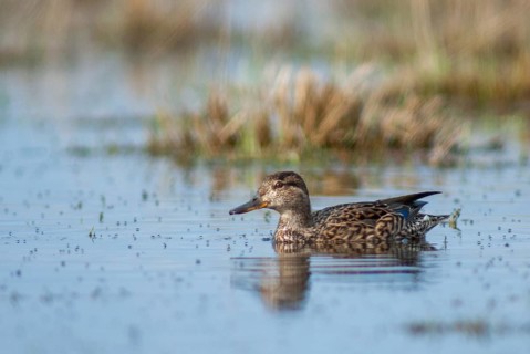Anas crecca, common teal, grosbeak, crickente, anatidae, birds, ducks, ducks, ducks, female, leo,