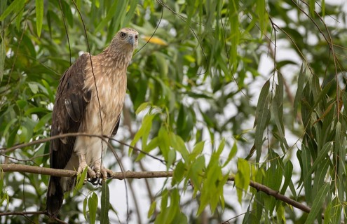 Grey-headed Fish Eagle (Icthyophaga ichthyaetus) perched on a tree branch, Sreepur, Gazipur,