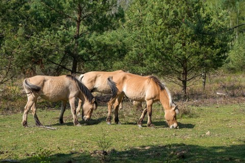 Equus caballus, domestic horse, odd-toed ungulates, perissodactyla, grazing, domesticated animals,