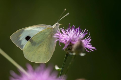 Large white, Pieris brassicae, butterfly, insects, butterfly, butterflies, butterflies