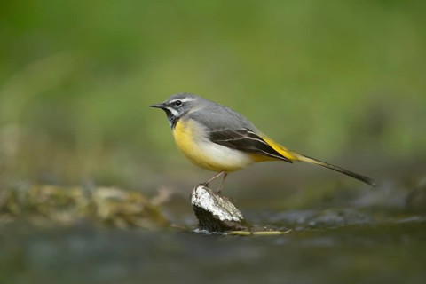 Grey wagtail (Motacilla cinerea) adult bird on a stone in a river, England, United Kingdom