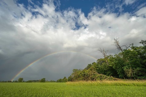 A rainbow appears in a cloudy sky over a field. A tree has fallen down and bears witness to the