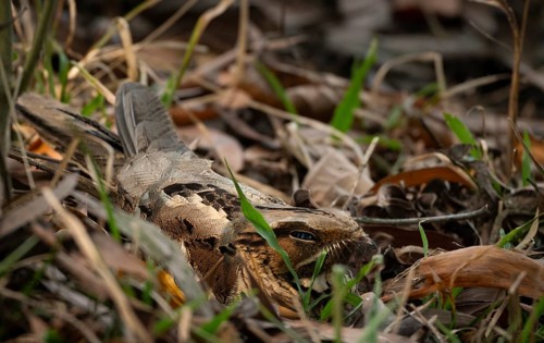 Large-tailed Nightjar (Caprimulgus macrurus) perfectly camouflaged on the forest floor among dry