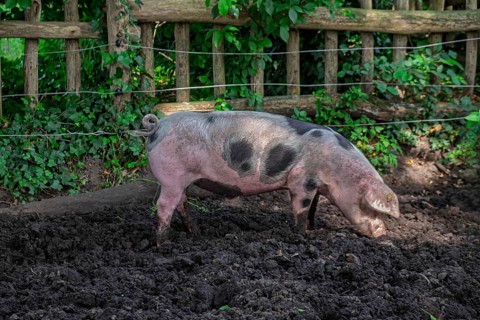 Colorful Bentheim pig, a rare German country pig breed that is threatened with extinction, North