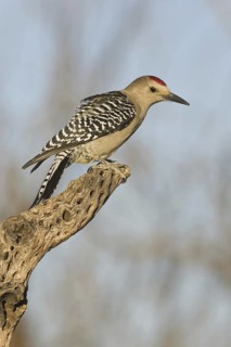 Gila Woodpecker (Melanerpes uropygialis), Arizona, USA