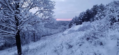 Hilly snowy landscape with forest and a soft pink sunset in the background, Kronach, winter in the