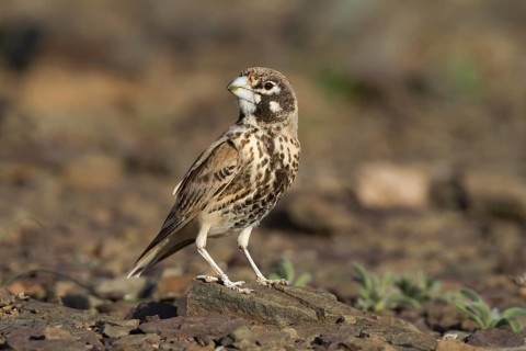 Thick-billed Lark - Knackerlerche - Rhamphocory clotbey, Morocco, male