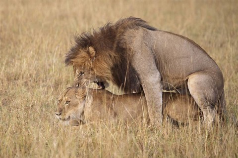 African Lion (Panthera leo) male and female mating, Masai Mara, Kenya