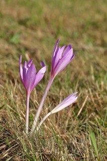Autumn crocus (Colchicum autumnale), half-opened flowers in a meadow, endangered, protected