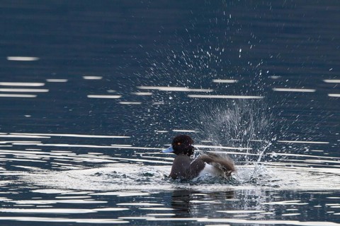 Tufted Duck (Aythya fuligula) male bathing, Carinthia, Austria