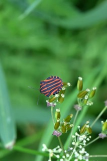 Stripe bugs (Graphosoma italicum) mating on a flower of the meadow chervil (Anthriscus sylvestris),