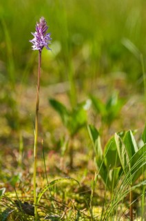 Dactylorhiza fuchsii, Finland, fox orchid, fox fingerroot, fox knuckle herb, fox fingerroot, fox
