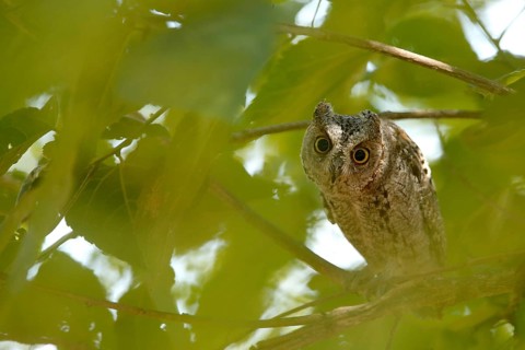 African Scops Owl (Otus senegalensis), Kruger National Park, South Africa