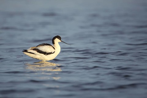 Avocet (Recurvirostra avosetta) standing in deep water, Texel, North Holland, Netherlands