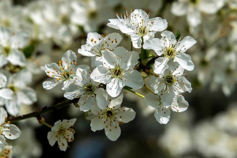 Blackthorn (Prunus spinosa), blackthorn, flowering, Baden-Württemberg, Germany